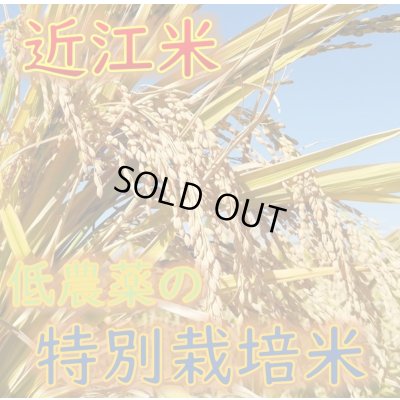 画像5: 新米【７年産】みずかがみ　白米３０kg　　