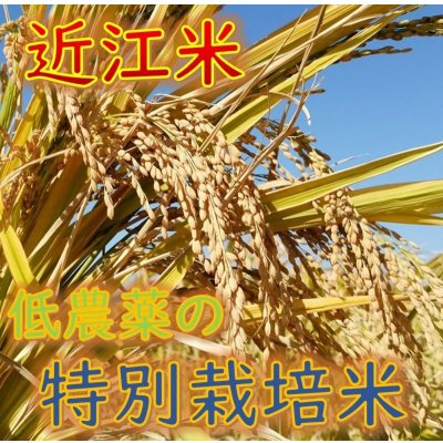 画像5: 新米【7年産】みずかがみ 白米5kg