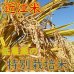 画像5: 【４年産】あきたこまち　白米30kg