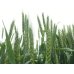 画像2: IKARIFARMの新小麦使用！期間限定のホワイトビール6本入り (2)
