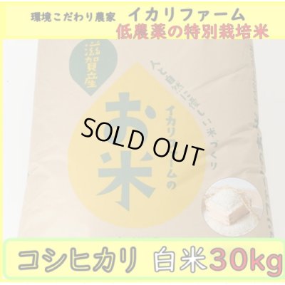 画像2: 新米【５年産】コシヒカリ　白米30kg（30ｋｇ×1袋）