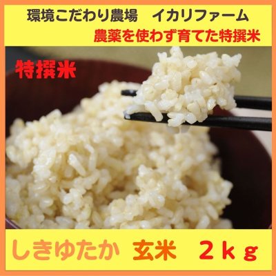 画像1: 【４年産】特撰米　しきゆたか　玄米２kg　