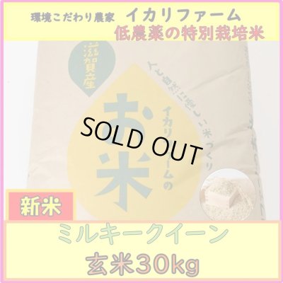 画像2: 新米　【６年産】ミルキークイーン　玄米30kg（30ｋｇ×１袋）　