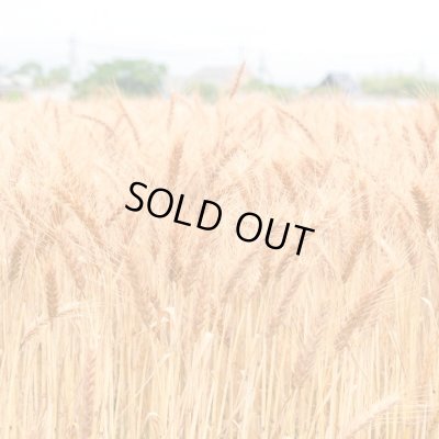 画像10: ビスコッティ ギフトセット(5個入)