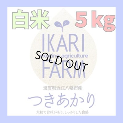 画像1: 新米　【６年産】つきあかり　白米5kg　