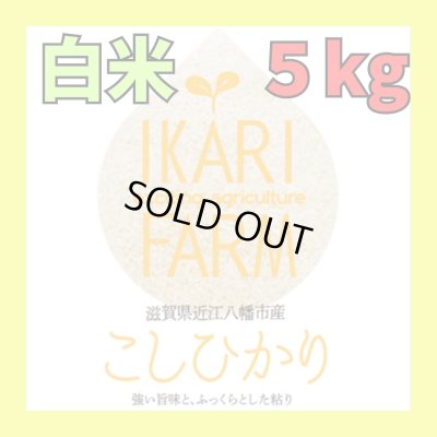 画像1: 新米【６年産】コシヒカリ　白米5kg