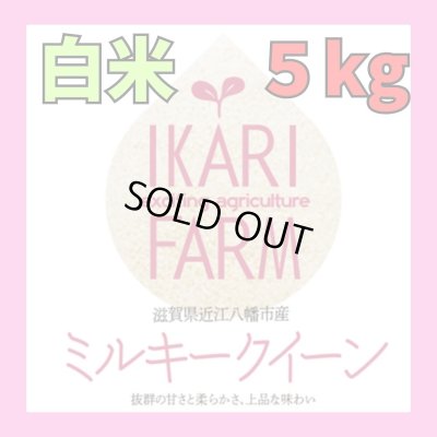 画像1: 新米　【６年産】ミルキークイーン　白米5kg　