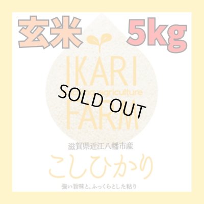 画像1: 新米【６年産】コシヒカリ　玄米5kg