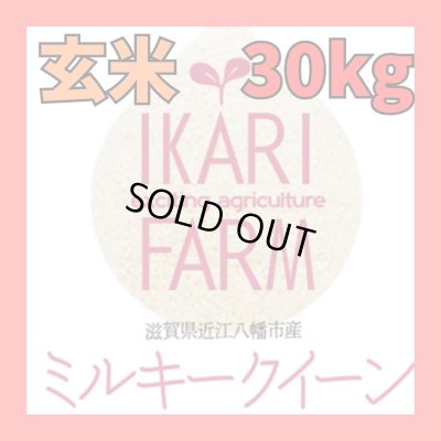画像1: 新米　【６年産】ミルキークイーン　玄米30kg（30ｋｇ×１袋）　