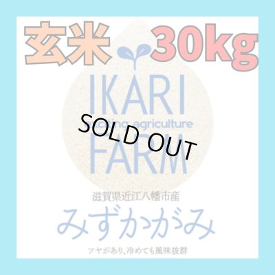 画像1: 【６年産】みずかがみ　玄米３０kg　