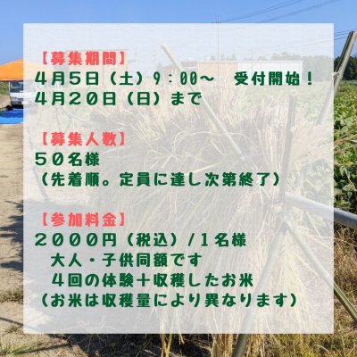 画像3: 自然農法のお米作り体験