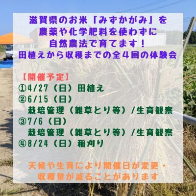 画像2: 自然農法のお米作り体験