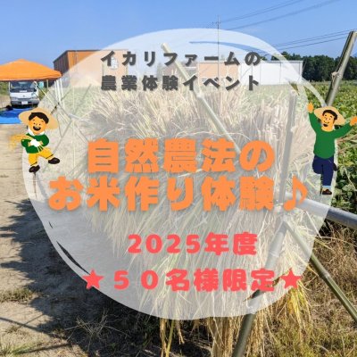 画像1: 自然農法のお米作り体験