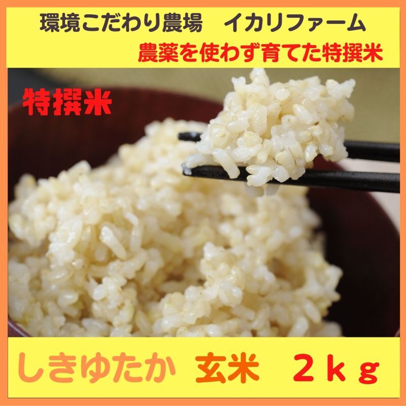 【４年産】特撰米　しきゆたか　玄米２kg　
