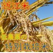 画像5: 新米【６年産】コシヒカリ　白米5kg (5)