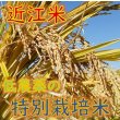 画像5: 新米【６年産】しきゆたか　白米３０kg (5)