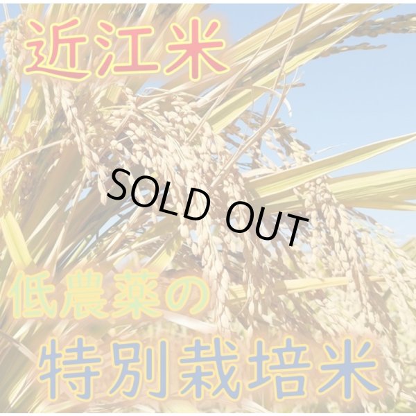 画像5: 新米【７年産】しきゆたか　玄米5kg (5)