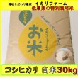 画像2: 新米【５年産】コシヒカリ　白米30kg（30ｋｇ×1袋） (2)