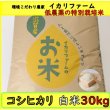画像2: 新米【６年産】コシヒカリ　白米30kg（30ｋｇ×1袋） (2)
