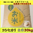 画像2: 新米【５年産】コシヒカリ　白米30kg（30ｋｇ×1袋） (2)