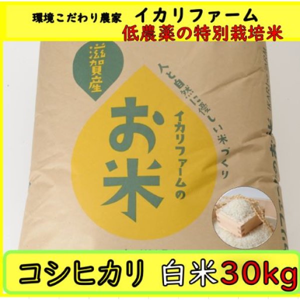 画像2: 新米【７年産】コシヒカリ　白米３０kg (2)