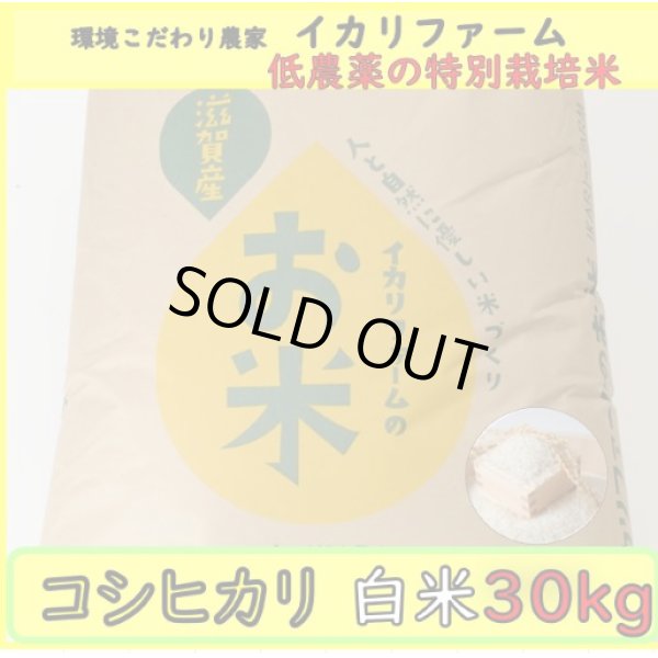 画像2: 新米【５年産】コシヒカリ　白米30kg（30ｋｇ×1袋） (2)
