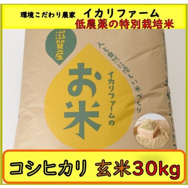 画像2: 新米【７年産】コシヒカリ　玄米３０kg (2)