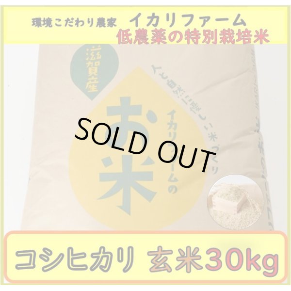 画像2: 新米【５年産】コシヒカリ　玄米30kg（30ｋｇ×1袋） (2)