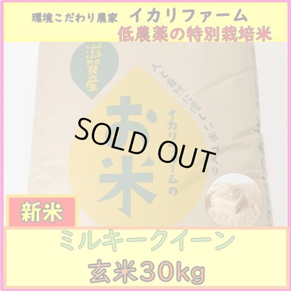 画像2: 【５年産】ミルキークイーン　玄米30kg（30ｋｇ×１袋） (2)