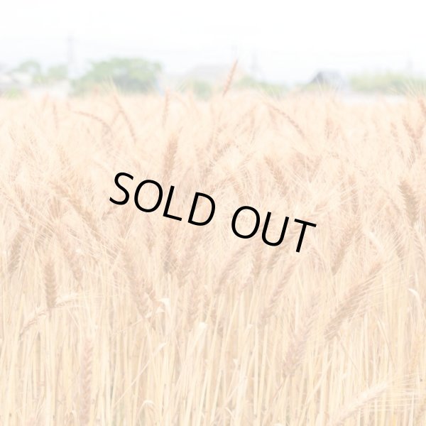 画像10: ビスコッティ　ギフトセット（５個入） (10)