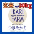 画像1: 新米　【６年産】つきあかり　玄米30kg（30ｋｇ×1袋） (1)