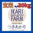 画像1: 【5年産】つきあかり　玄米30kg（30ｋｇ×1袋） (1)