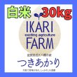 画像1: 新米　【６年産】つきあかり　白米３０kg（30ｋｇ×１袋） (1)