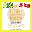 画像1: 新米【６年産】コシヒカリ　白米5kg (1)