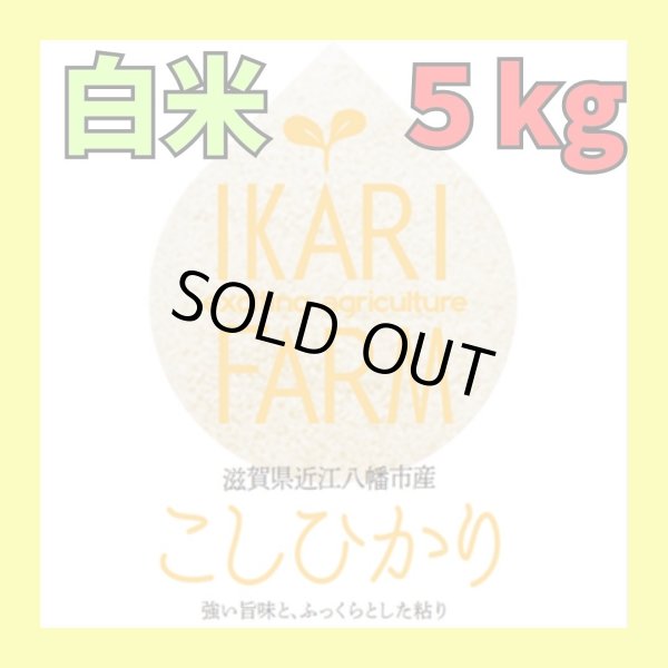 画像1: 新米【６年産】コシヒカリ　白米5kg (1)