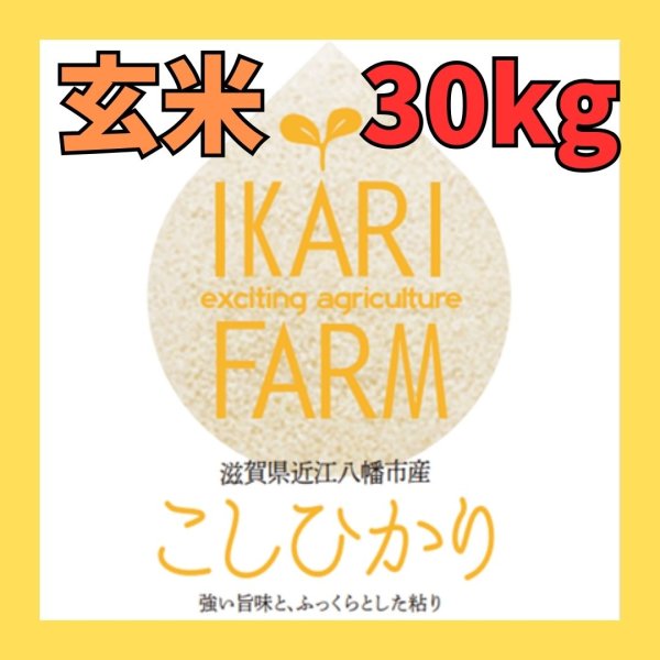 画像1: 新米【７年産】コシヒカリ　玄米３０kg (1)