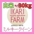 画像1: 【５年産】ミルキークイーン　白米30kg（30ｋｇ×１袋） (1)