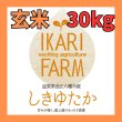 画像1: 新米【７年産】しきゆたか　玄米３０kg (1)