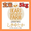 画像1: 新米【６年産】しきゆたか　玄米5kg (1)