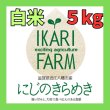 画像1: 新米【７年産】にじのきらめき　白米５kg (1)