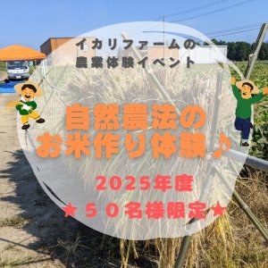 画像: 自然農法のお米作り体験
