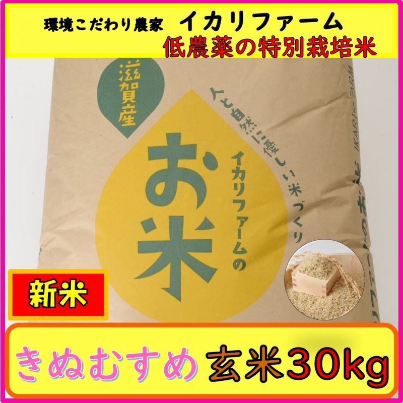 売れ筋オンラインストア 2019年収穫 和歌山県産 新米きぬむすめ 玄米
